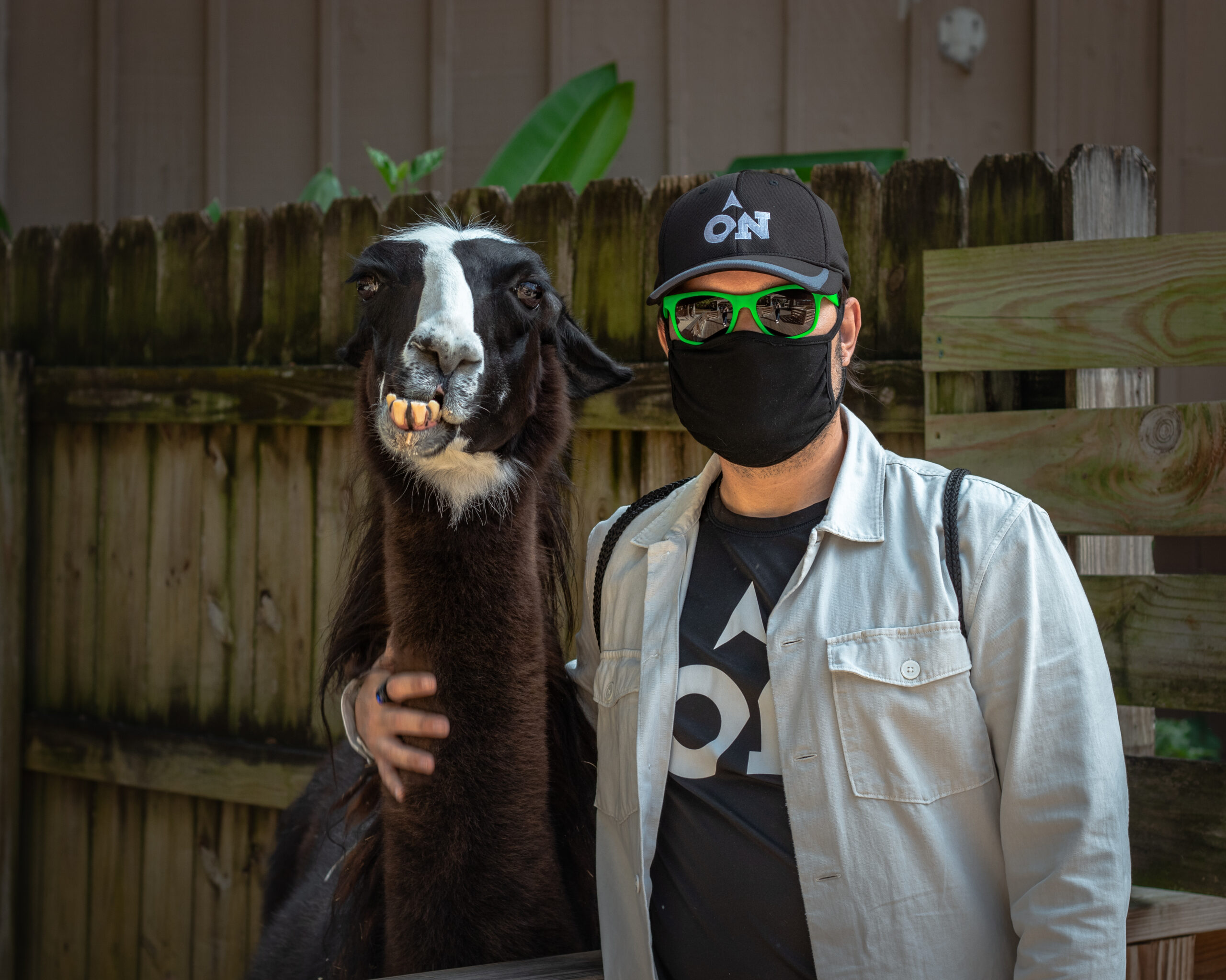 Central_Florida_Zoo_alpaca2 Central_Florida_Zoo_alpaca2