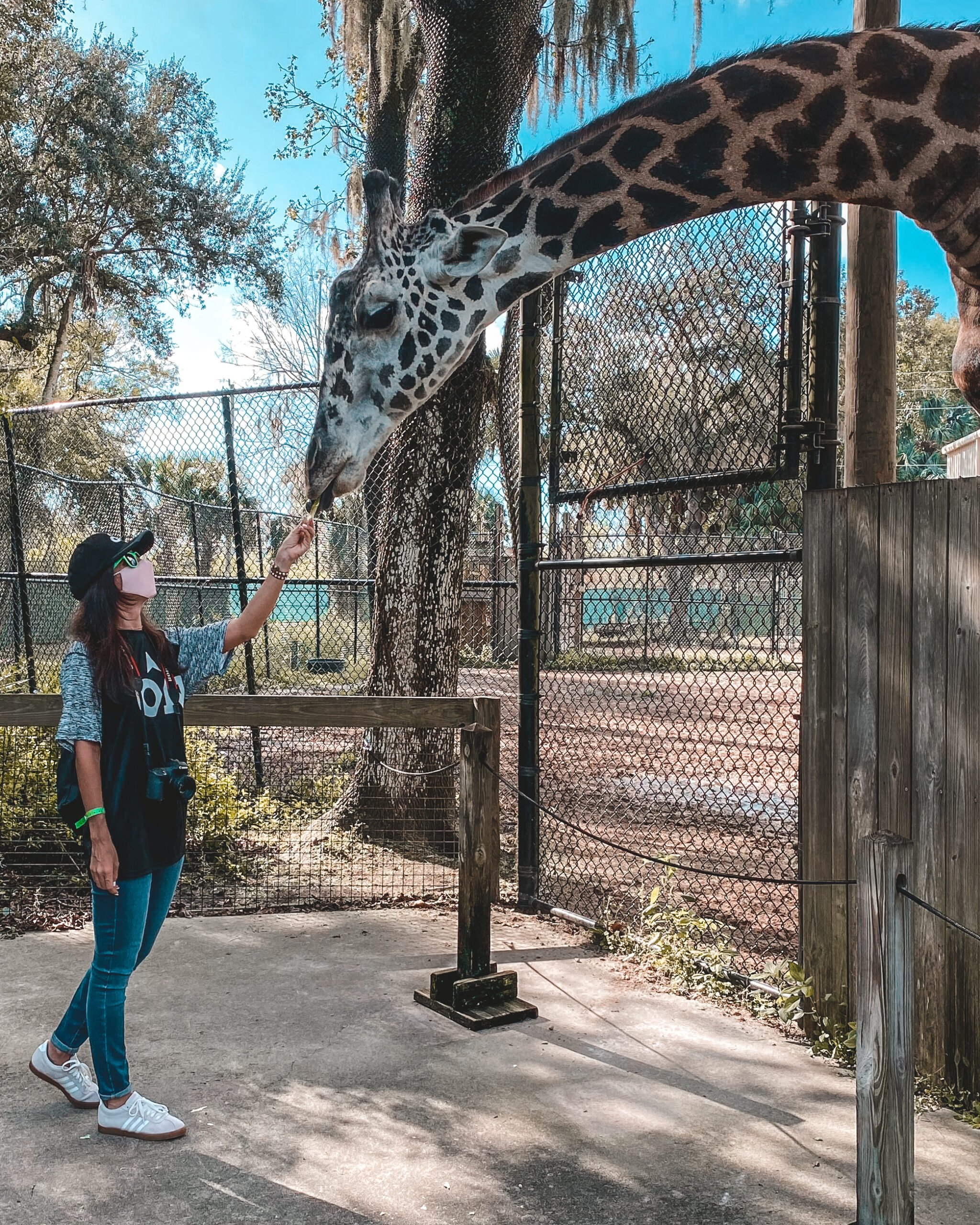Central_Florida_Zoo_giraffe_feed Central_Florida_Zoo_giraffe_feed