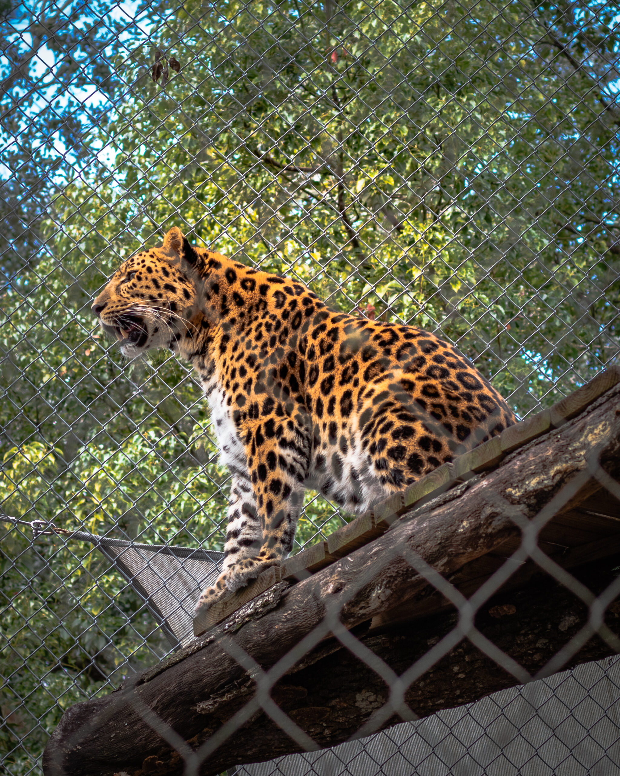 Central_Florida_Zoo_leopard2 Central_Florida_Zoo_leopard2