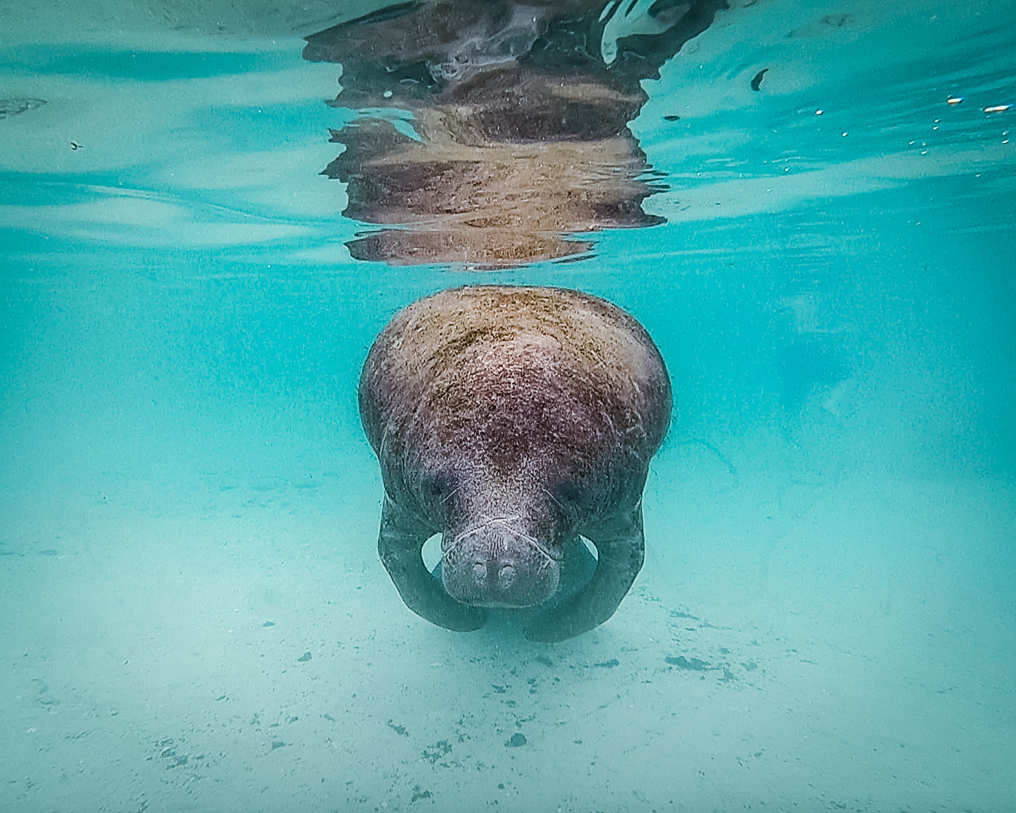 ScreenShot2021-01-18at9.31.52PM ScreenShot2021-01-18at9.31.52PM